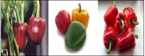 EXTRATO GLICÓLICO DE CAPSICUM