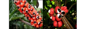 EXTRATO GLICÓLICO DE GUARANÁ