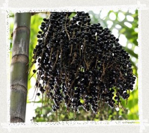oleodeaçai