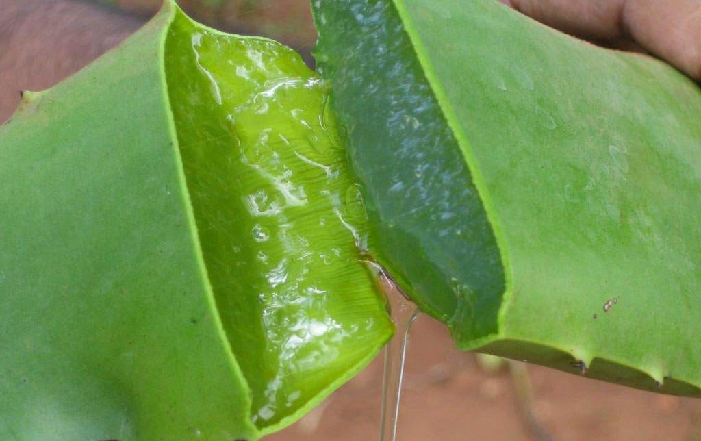 Extrato Glicólico Aloe Vera (BABOSA)